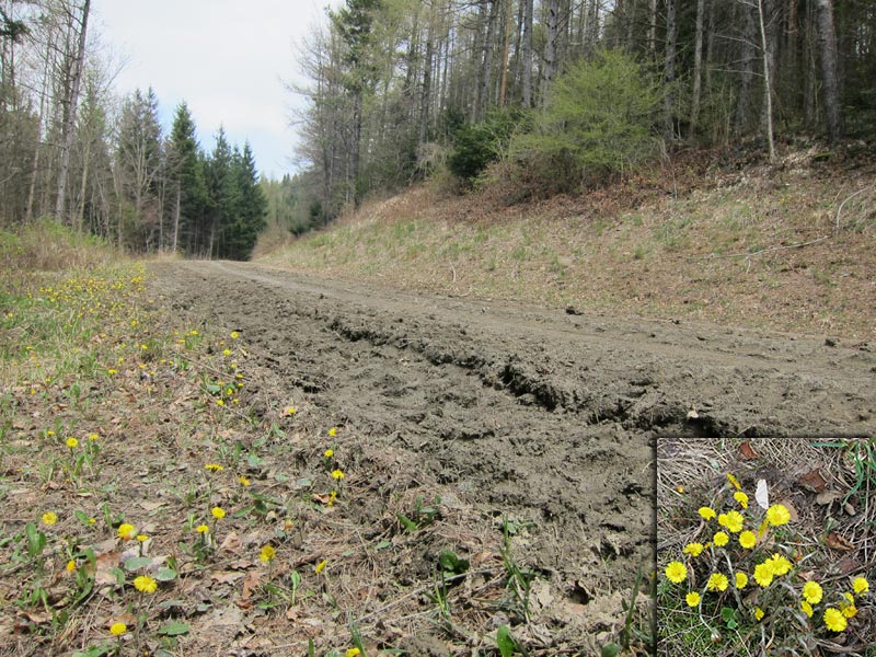 hochwienerwald